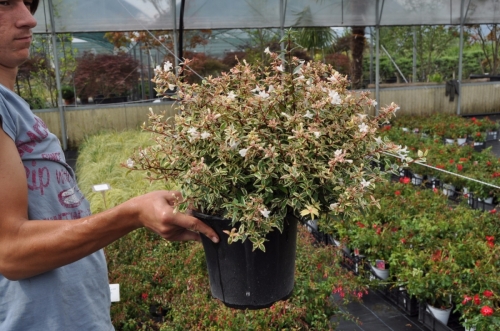 Abelia Confetti