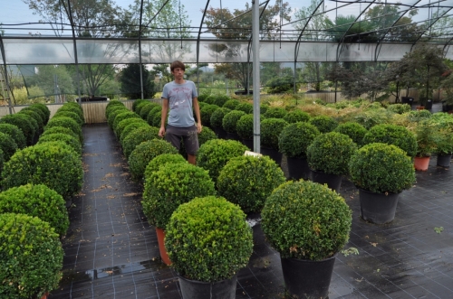 BUXUS SEMPERVIRENS