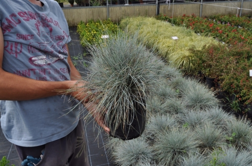 FESTUCA GLAUCA