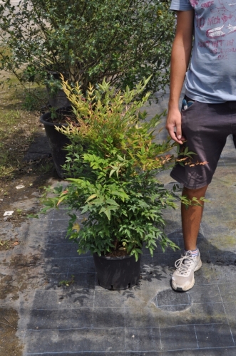 NANDINA DOMESTICA V24