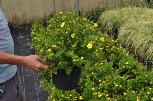 POTENTILLA VARIE VARIETA'