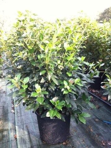 VIBURNUM TINUS V26