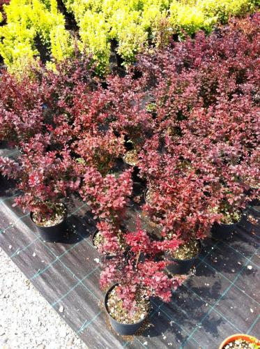 berberis