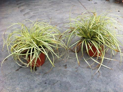 carex evergold v.12