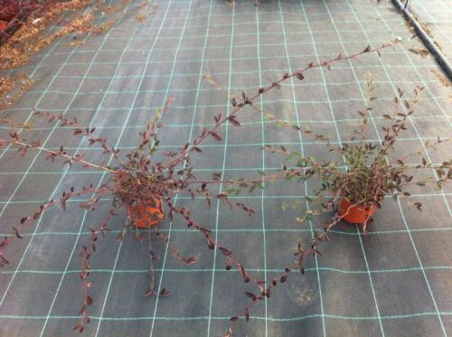 cotoneaster salic repens v15