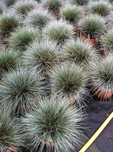 festuca glauca