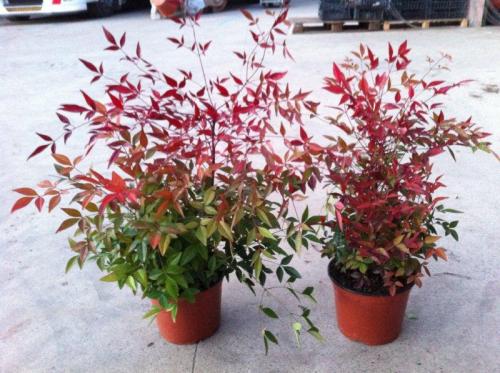 nandina domestica v19