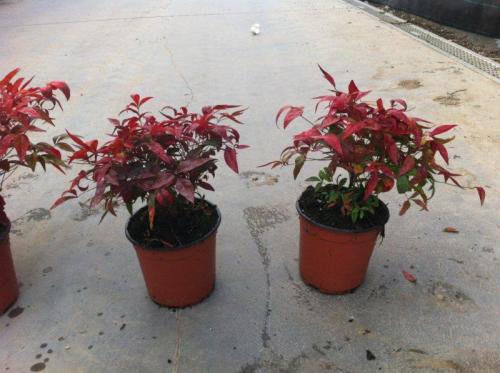 nandina fire power v14 (2)