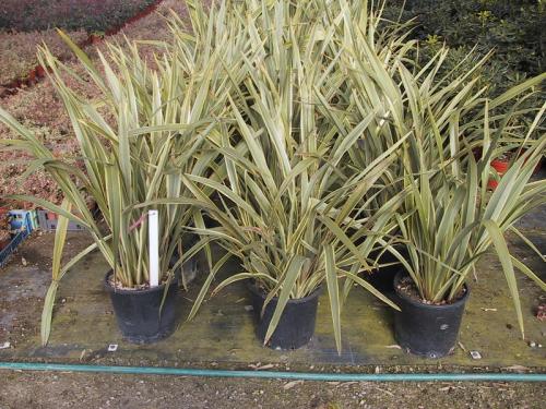 phormium variegato