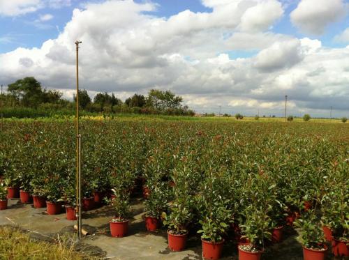 photinia in coltivazione