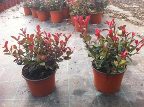 photinia nana v19