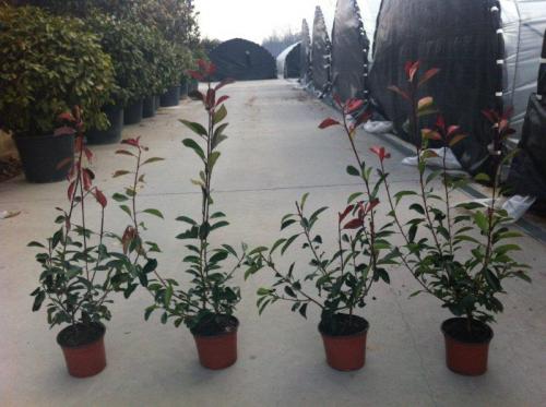 photinia v18