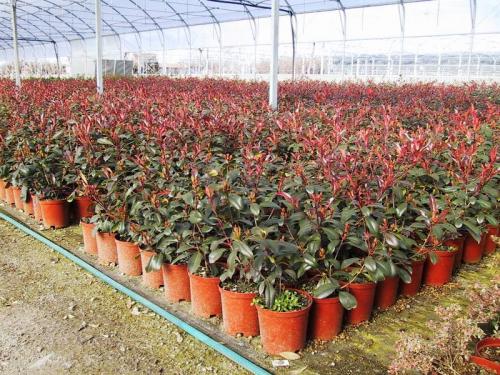 photinia varie misure